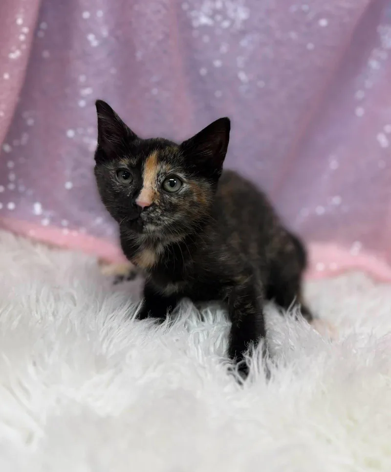 A young medium-sized female Domestic Short Hair cat named Nyara for adoption in Clarkesville, GA