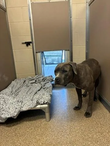 A young large-sized female Pit Bull Terrier dog named Roxy for adoption in Albuquerque, NM