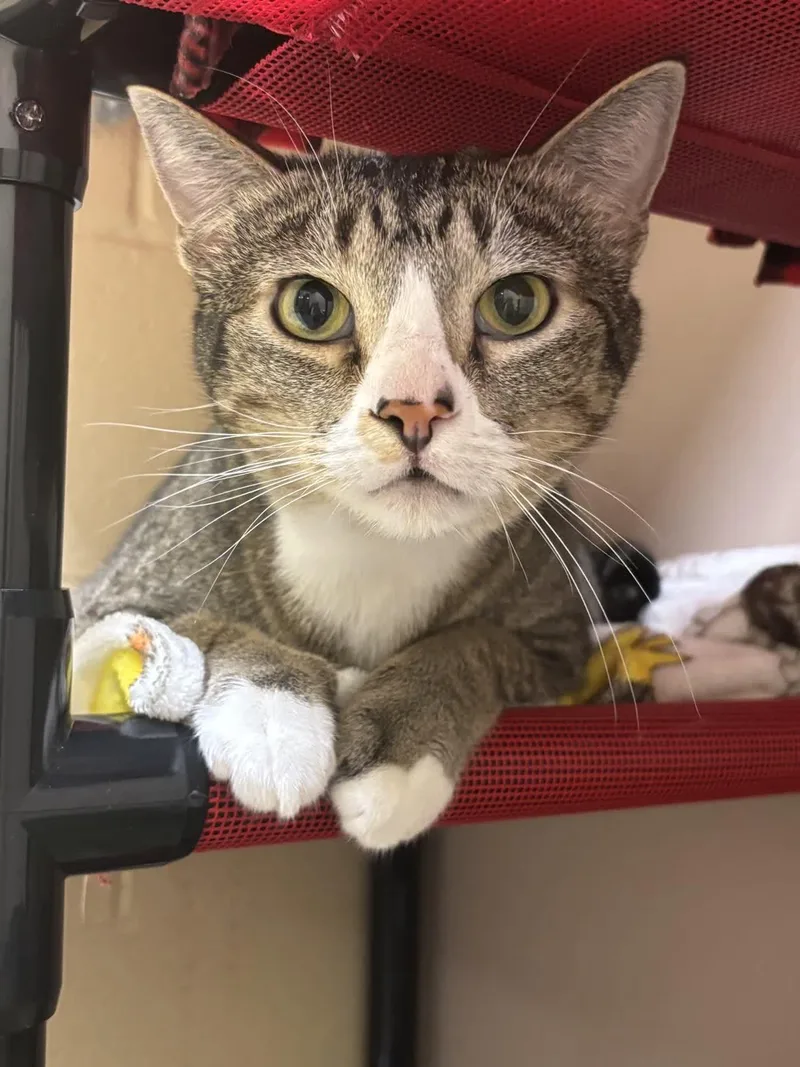 An adult medium-sized male Tabby (Brown / Chocolate) Domestic Short Hair cat named Phillip for adoption in Pueblo, CO