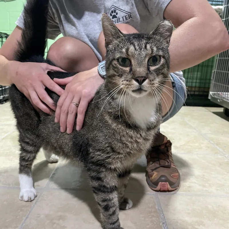 An adult large-sized male Brown / Chocolate Domestic Short Hair cat named Pizza Man for adoption in Newport, NC