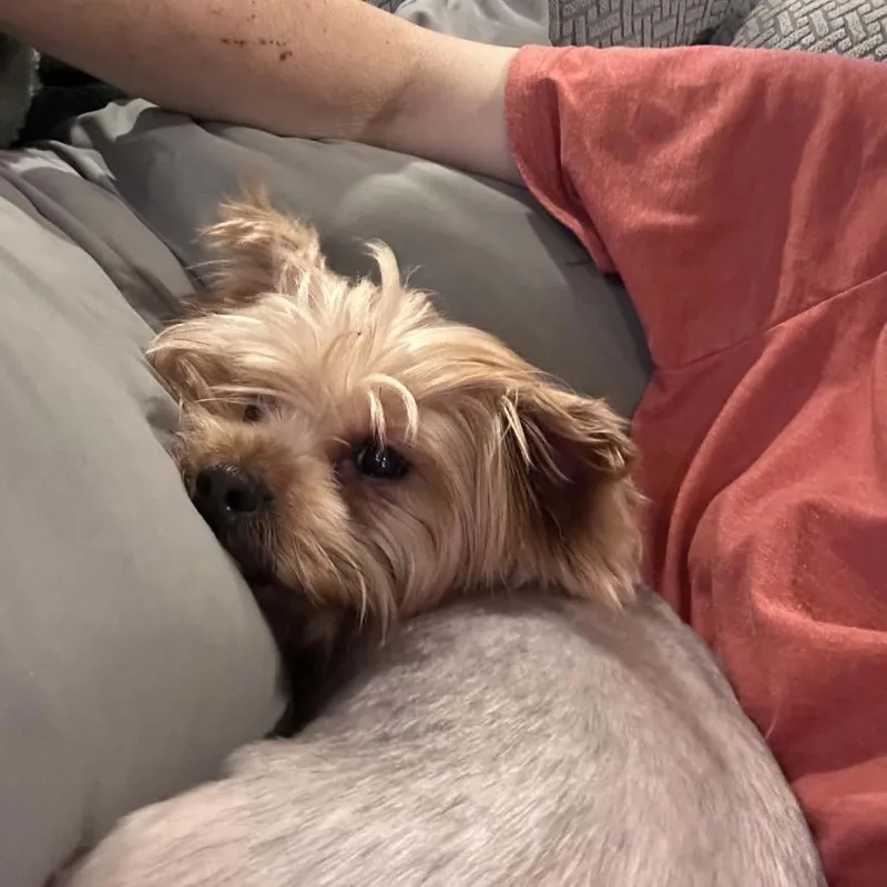 An adult small-sized female Yorkshire Terrier dog named Yorkie female for adoption in Odenville, AL