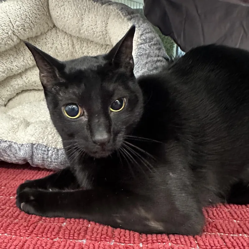 An adult extra large-sized male Black Domestic Short Hair cat named Hocus for adoption in League City, TX