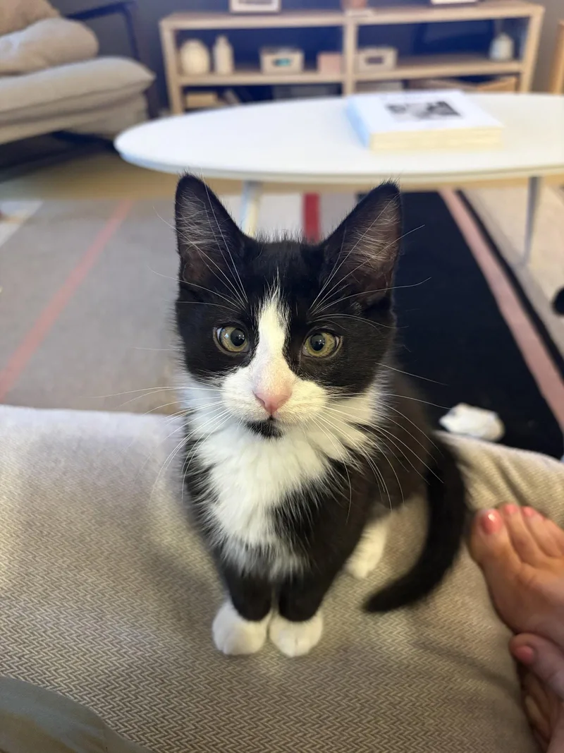 A baby small-sized male Black & White / Tuxedo Domestic Short Hair cat named Zisou for adoption in Philadelphia, PA
