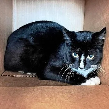 An adult medium-sized male Black & White / Tuxedo Domestic Short Hair cat named Alphabet Soup for adoption in Salt Lake City, UT