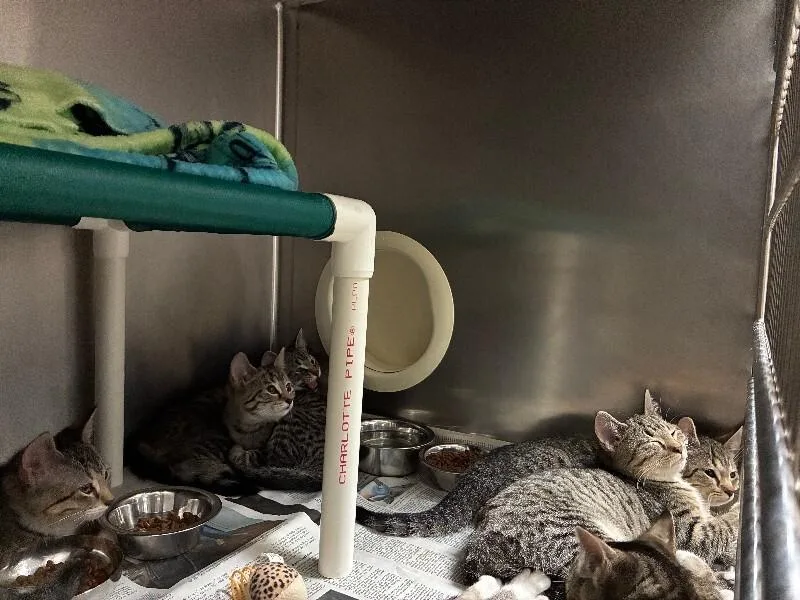A young small-sized female Tabby (Brown / Chocolate) Domestic Short Hair cat named Fennel Bulb for adoption in Cincinnati, OH