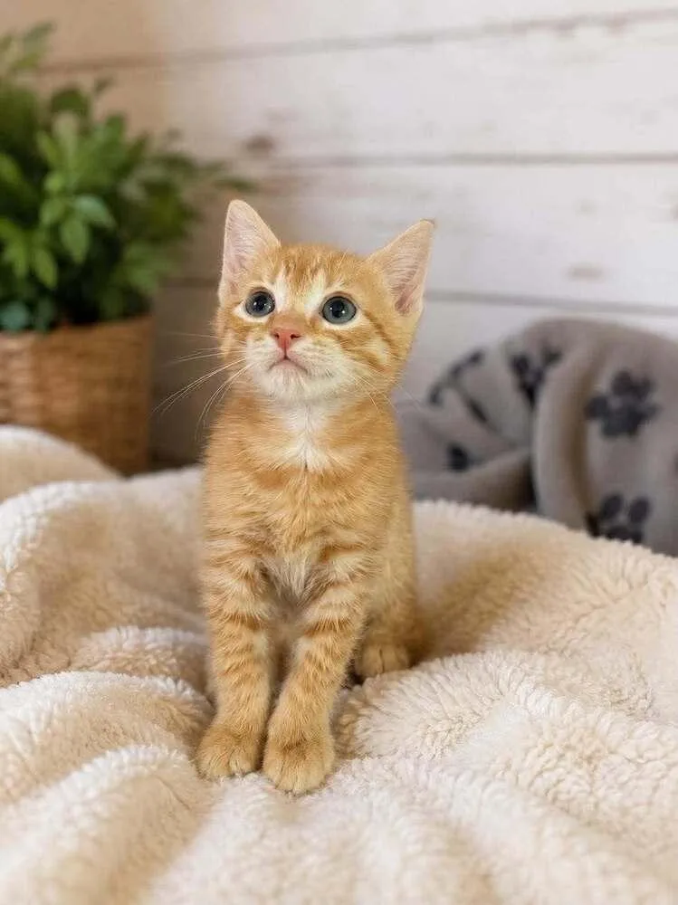 A baby small-sized male Tabby (Orange / Red) Domestic Short Hair cat named Wonton for adoption in Salisbury, NC
