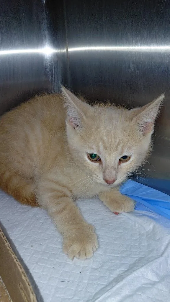 A baby medium-sized male Domestic Short Hair cat named Bramble for adoption in Cincinnati, OH