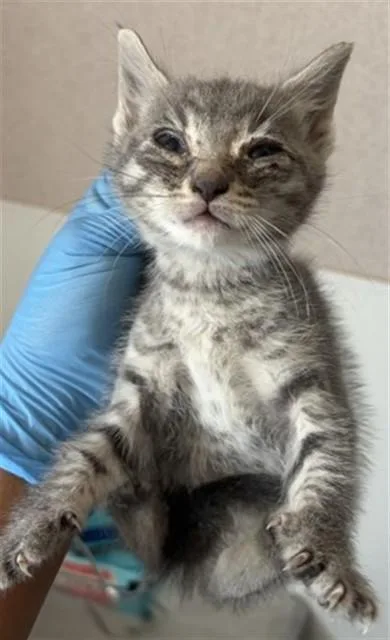 A baby small-sized female Domestic Short Hair cat named Lil for adoption in San Bernardino, CA
