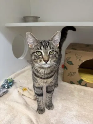 A young small-sized female Brown / Chocolate Domestic Short Hair cat named Rosemary for adoption in Harbor Springs, MI