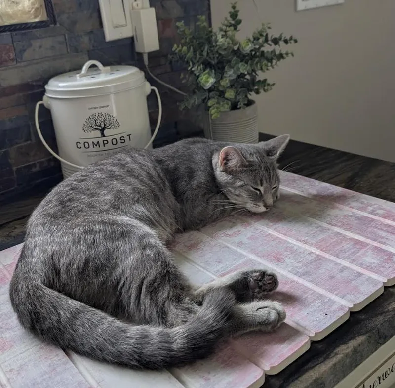 A baby medium-sized female Tabby (Gray / Blue / Silver) Domestic Short Hair cat named Sunflower for adoption in Cincinnati, OH