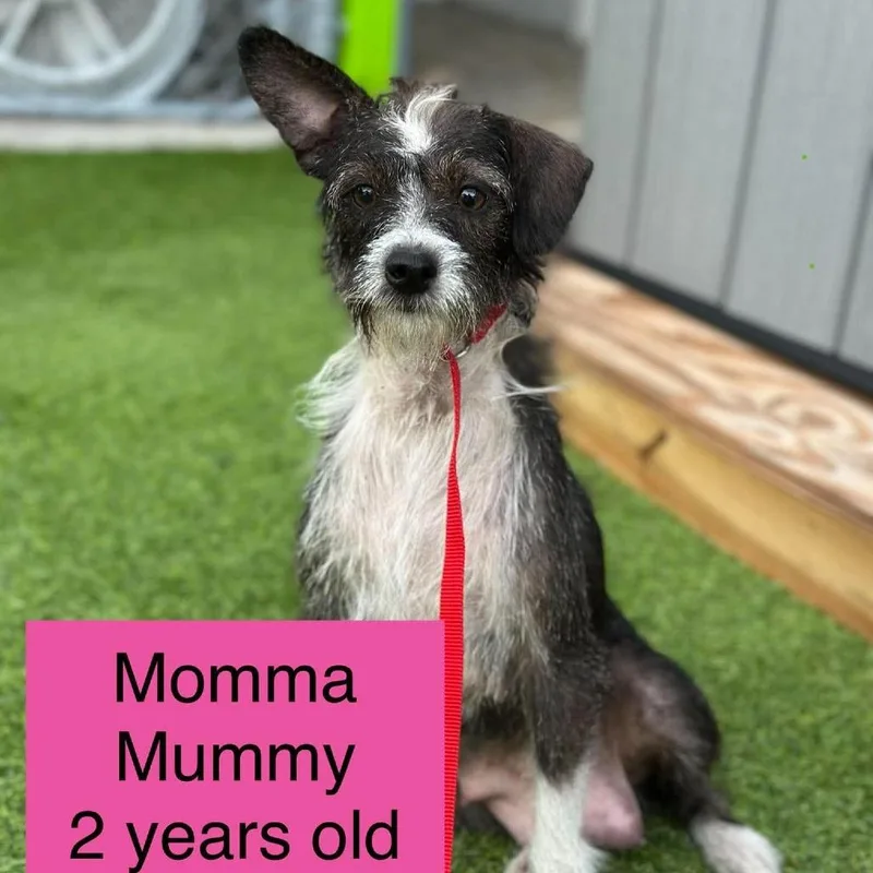 An adult small-sized female Wirehaired Terrier dog named Momma Mummy for adoption in Tampa, FL