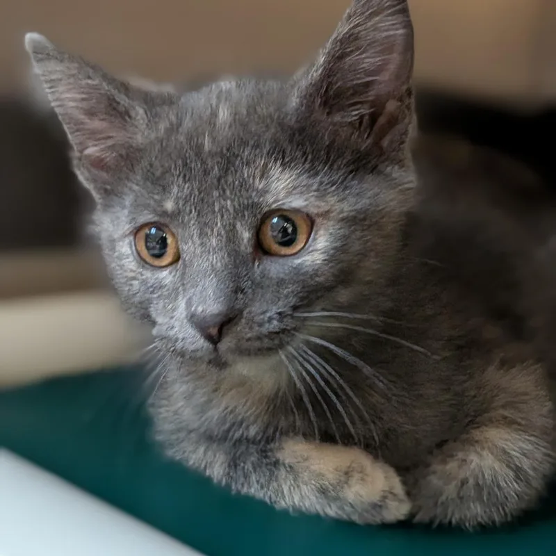 Mystical thumbnail 2