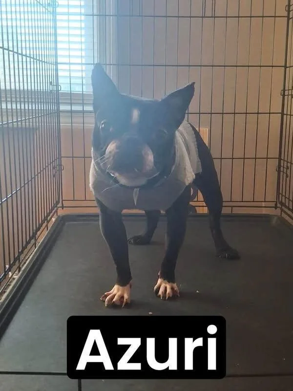 Azuri