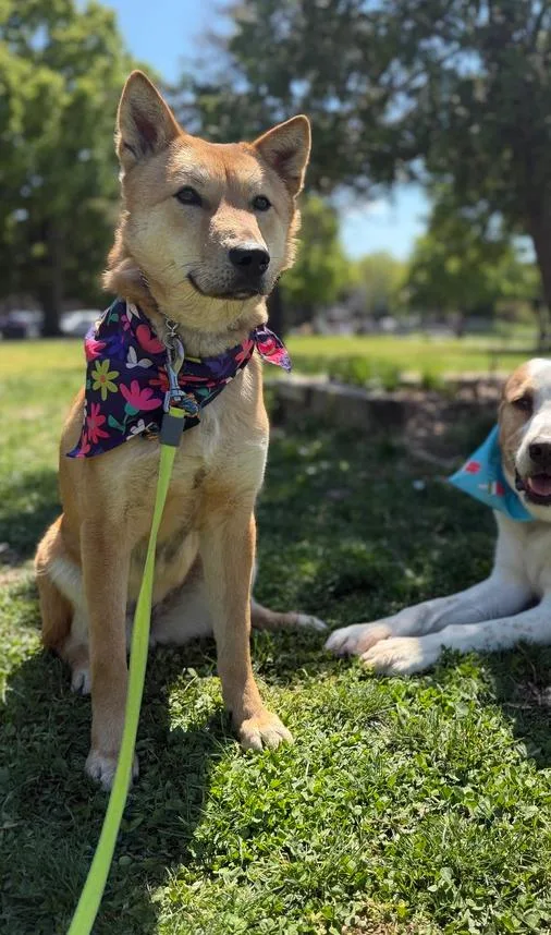 An adult large-sized female Jindo dog named Ultra for adoption in Long Island City, NY