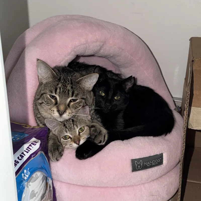 A baby small-sized male Tabby (Brown / Chocolate) Domestic Short Hair cat named Butters for adoption in Rochester Hills, MI