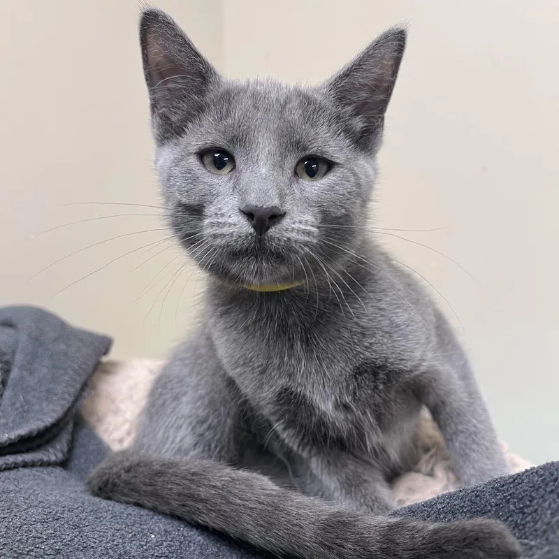 A baby small-sized female Gray / Blue / Silver Domestic Short Hair cat named Willow for adoption in Arlington Heights, IL