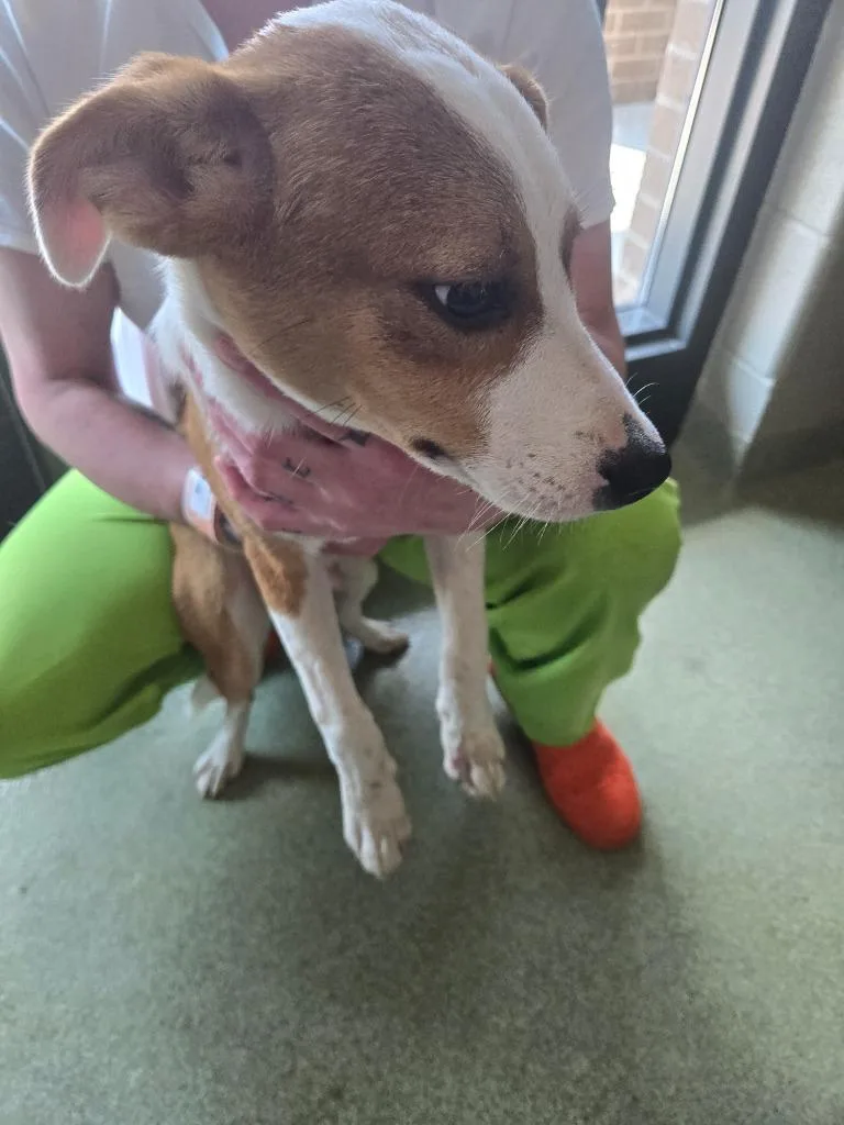 A baby small-sized male Pit Bull Terrier dog named Tanner for adoption in Gallatin, TN