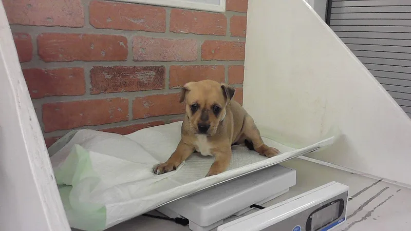 A baby small-sized female Australian Shepherd dog named Ember for adoption in Houston, TX