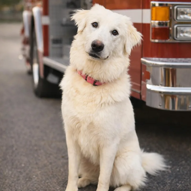 An adult large-sized female White / Cream Great Pyrenees dog named Annie for adoption in Mansfield, TX