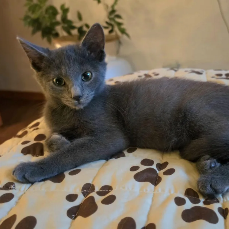 A baby small-sized female Gray / Blue / Silver Russian Blue cat named Leaf for adoption in Bentonville, AR