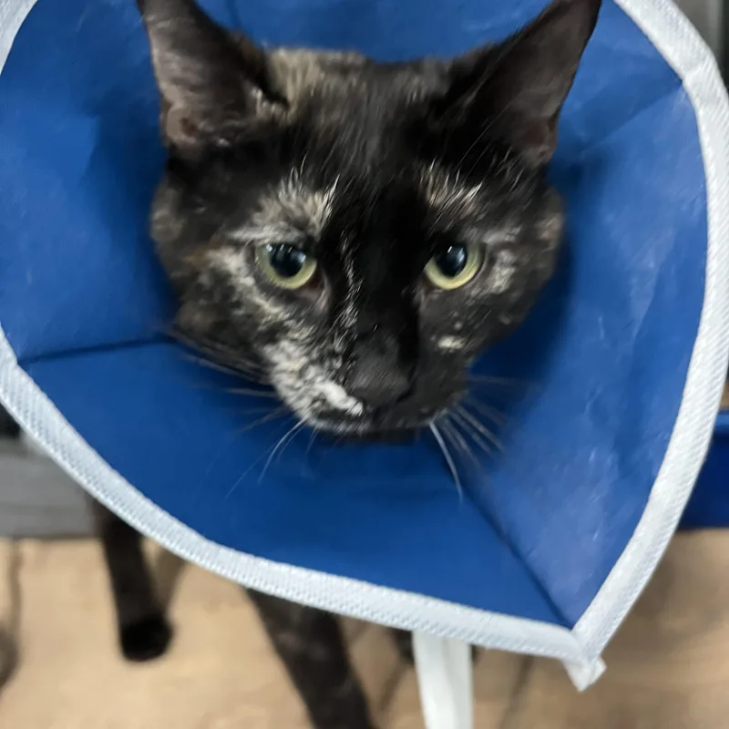 A young medium-sized female Tortoiseshell Domestic Short Hair cat named Tori for adoption in Berryville, VA