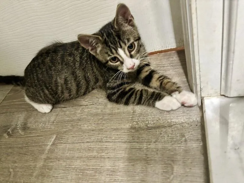 A young medium-sized male Tabby (Brown / Chocolate) Domestic Short Hair cat named Tiger for adoption in North Babylon, NY