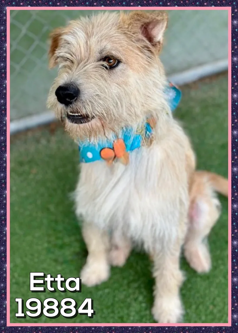 An adult medium-sized female White / Cream Terrier dog named Etta for adoption in Marietta, GA