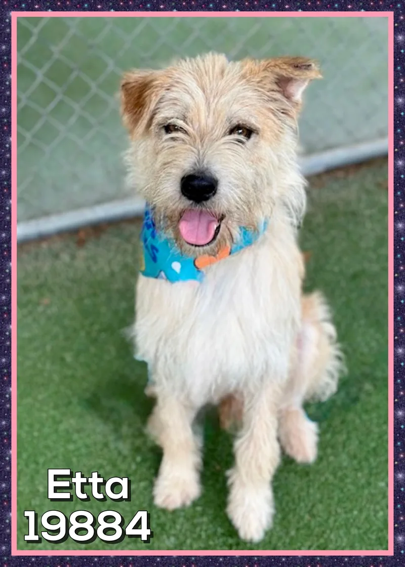 Etta thumbnail 5