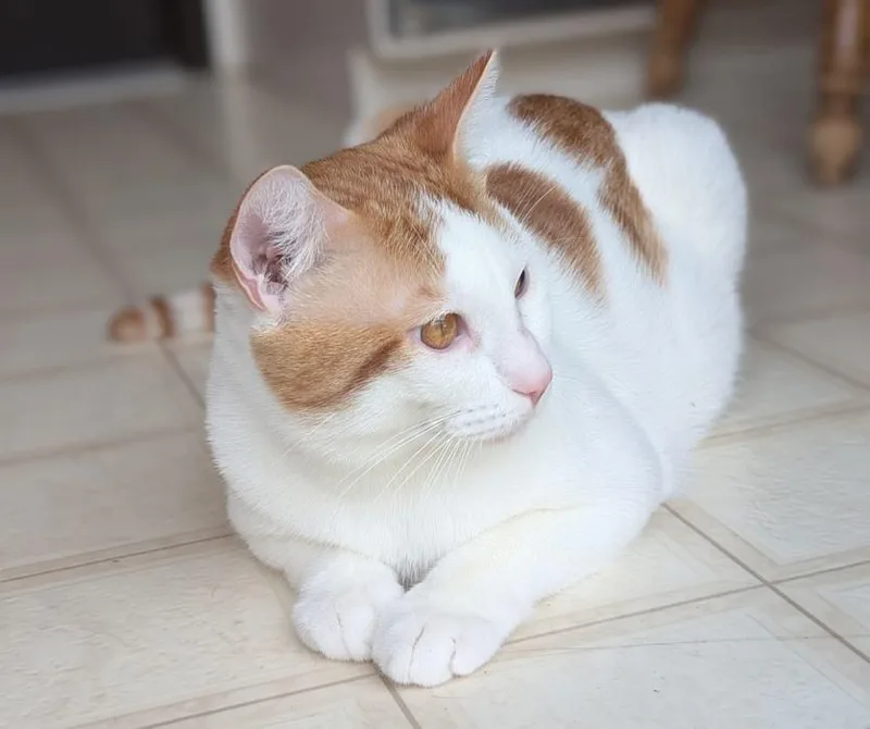 A young medium-sized male Orange & White Domestic Short Hair cat named Isaac for adoption in Sequim, WA