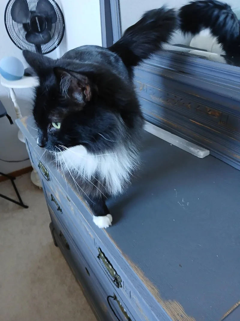 An adult large-sized male Black & White / Tuxedo Domestic Long Hair cat named Fluffers for adoption in Sonoita, AZ