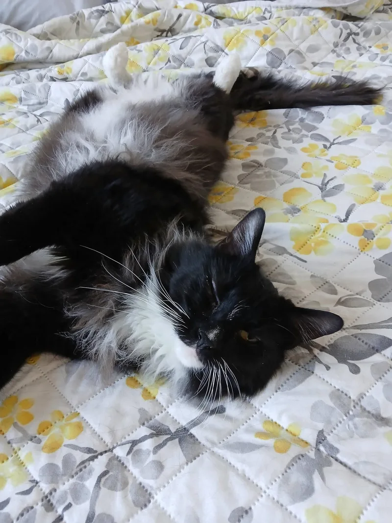 Fluffers thumbnail 2