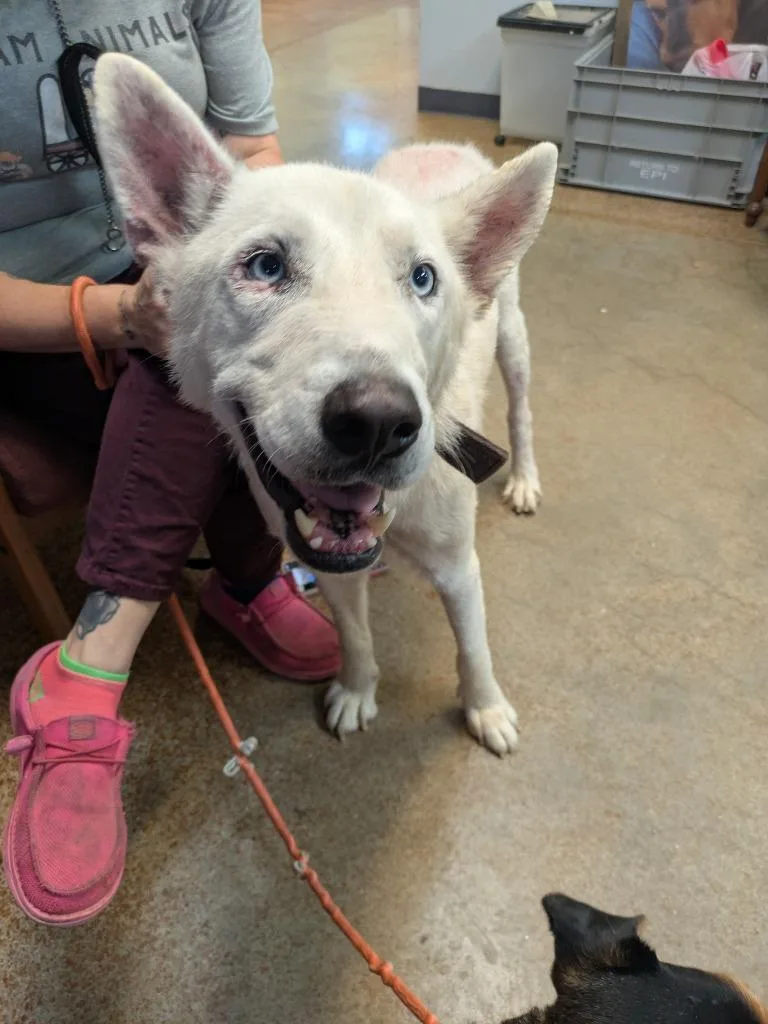 A young large-sized male Husky dog named Toughy for adoption in Brownwood, TX