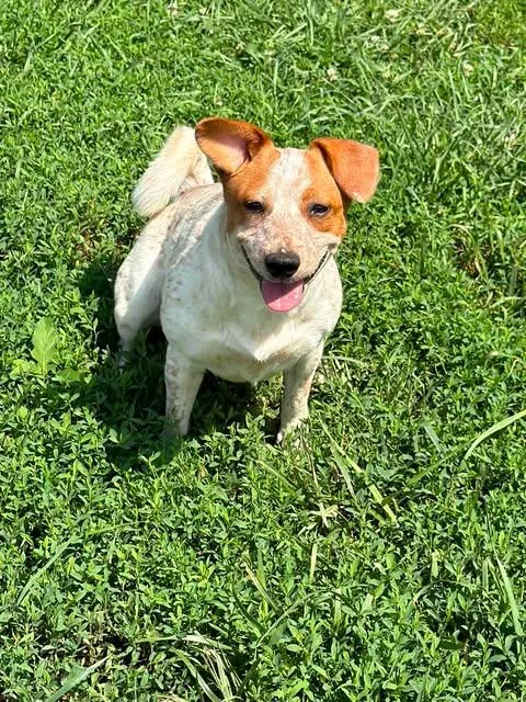 A young medium-sized female Beagle dog named Eunice for adoption in Ashville, OH