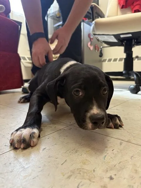 A baby medium-sized male Staffordshire Bull Terrier dog named Mini Tipper for adoption in Brewster, MA