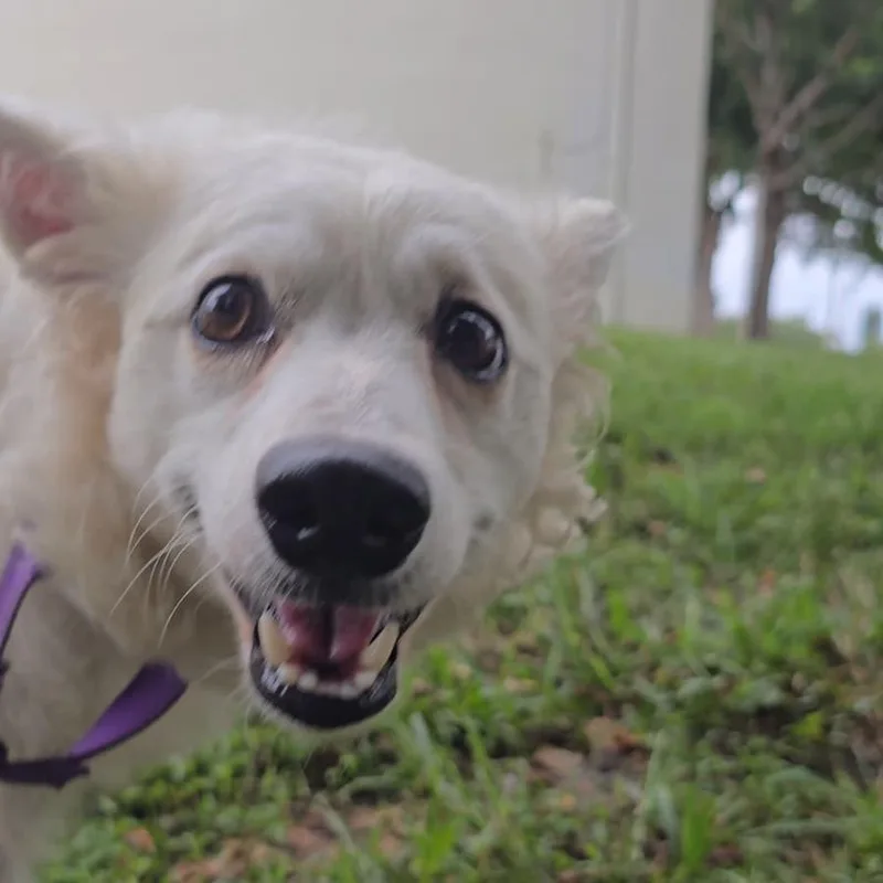 An adult small-sized female White / Cream Eskimo Dog dog named Violet for adoption in Lauderhill, FL