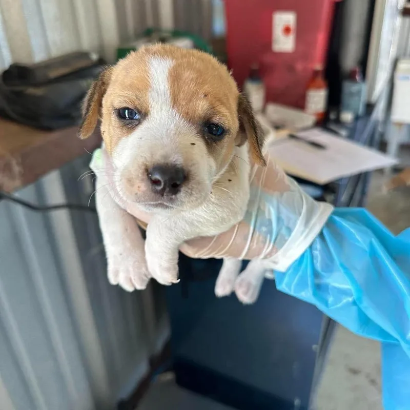 A baby small-sized male Chihuahua dog named Flopsy for adoption in Bastrop, TX