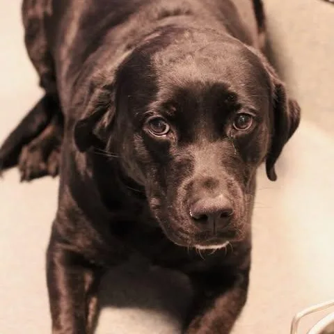 An adult medium-sized female Black Labrador Retriever dog named 26-01206 for adoption in Fredericksburg, VA