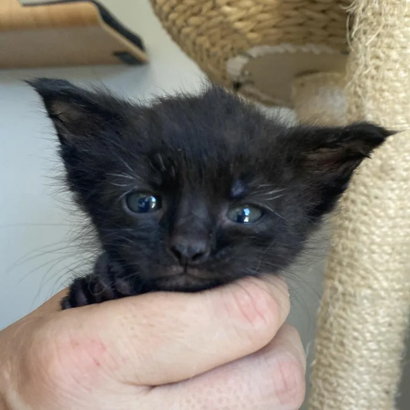 A baby small-sized male Black Domestic Short Hair cat named Forest for adoption in Long Beach, CA
