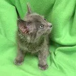 A baby medium-sized female Gray / Blue / Silver Domestic Short Hair cat named Spruce for adoption in Green Valley, AZ