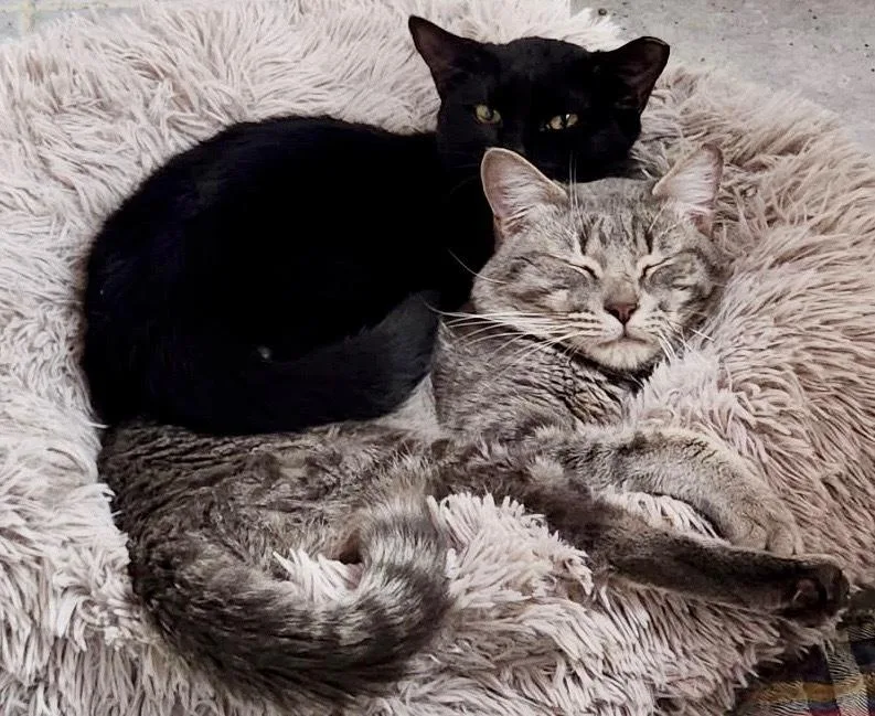 An adult medium-sized male Domestic Short Hair cat named Debit for adoption in Dallas, TX