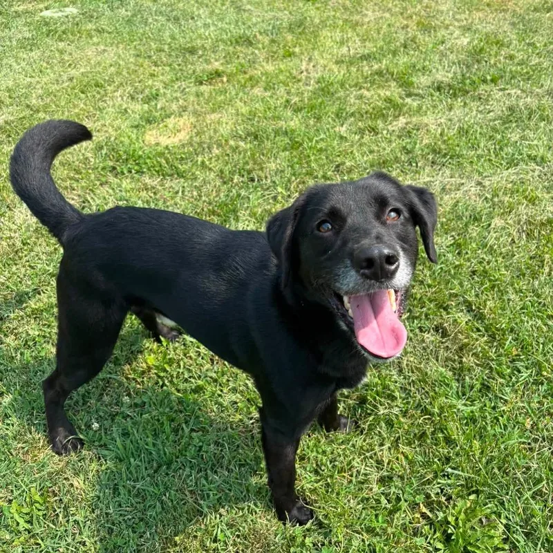 A young medium-sized male Black Terrier dog named Commando for adoption in Waynesboro, PA