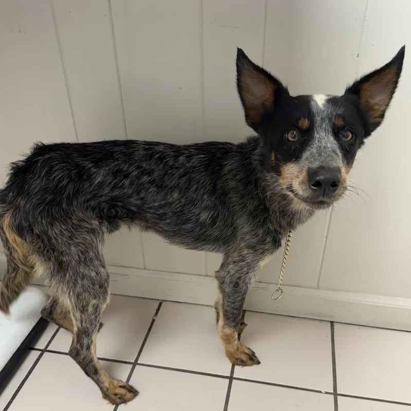 A young small-sized male Black Cattle Dog dog named TUSCStray for adoption in Tuscaloosa, AL