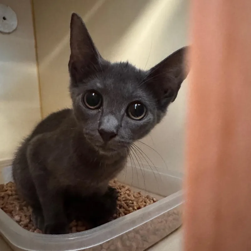 A baby small-sized female Gray / Blue / Silver Domestic Short Hair cat named Dunbar for adoption in Lake Jackson, TX