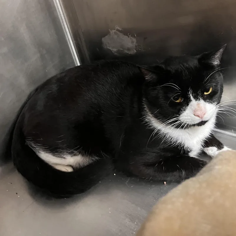 An adult large-sized male Domestic Short Hair cat named Poblano for adoption in Salisbury, MA