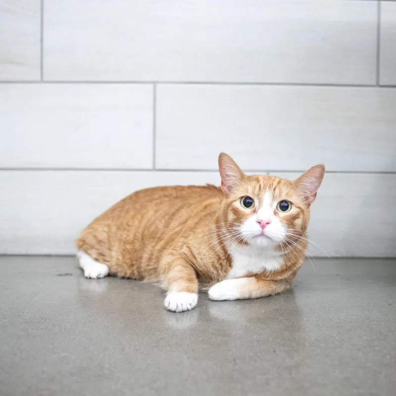 An adult large-sized male Domestic Short Hair cat named Garlic Butter for adoption in West Jordan, UT