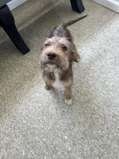 An adult medium-sized female Fox Terrier dog named Jade for adoption in St. Anne, IL