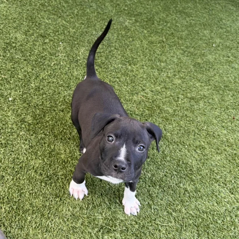 Loki