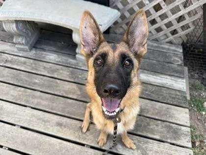 An adult large-sized female Bicolor Mixed Breed dog named Sasha for adoption in Georgetown, TX