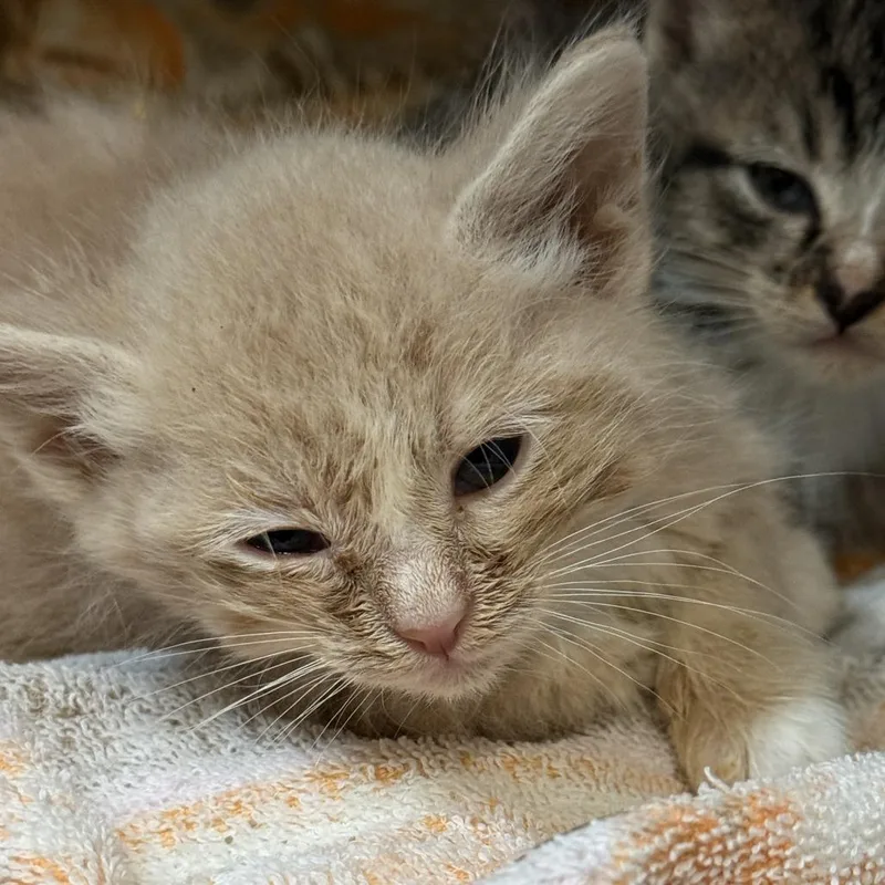 A baby small-sized male Buff / Tan / Fawn Domestic Short Hair cat named Oj for adoption in Fresno, CA