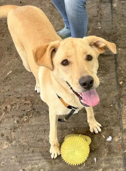 An adult large-sized female Yellow / Tan / Blond / Fawn Mixed Breed dog named Moana for adoption in Georgetown, TX